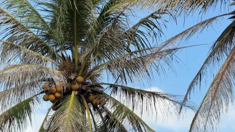 A green coconut cluster develops beneath palm fronds in a tropical grove environ Stock Footage 338000638