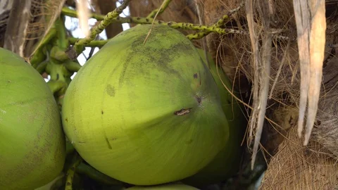 Green coconut Stock Footage 128213995