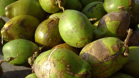 Green coconut Stock Footage 241477333