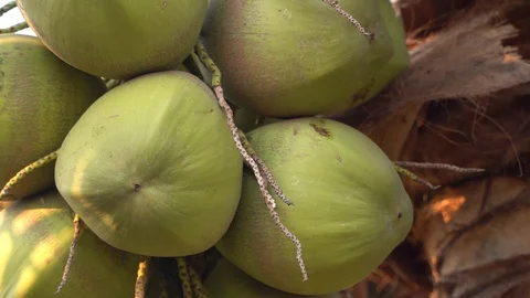 Green coconut fruit that is on the natural tree Stock Footage 128214065