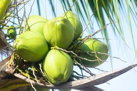 Green coconut fruit Stock Photos
