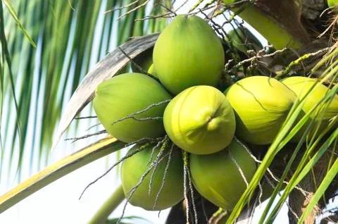 Green coconut fruit Stock Photos