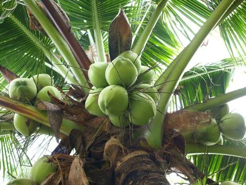 Green coconut Fruit Stock Photos