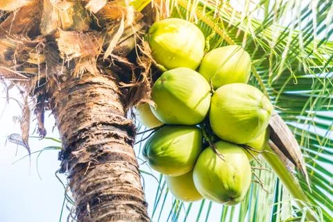 Green Coconut fruit 库存照片