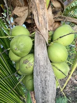 Green coconut fruit Stock Photos