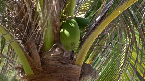 Green coconut hanging from a tree Stock Footage 257040479
