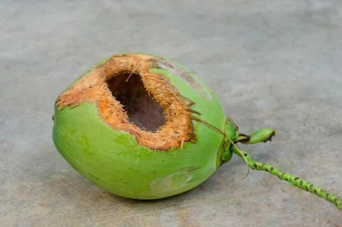 Green coconut with hole on ground Stock Photos