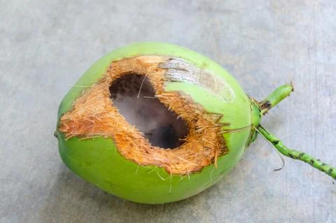 Green coconut with hole on ground Stock Photos