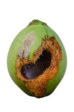 Green coconut with hole on table Stock Photos