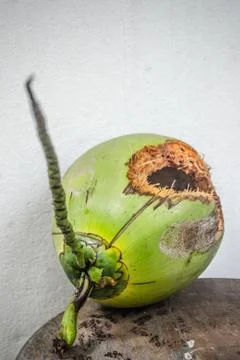 Green coconut with hole on table Stock Photos