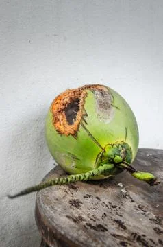 Green coconut with hole on table Stock Photos