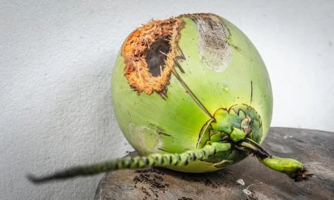 Green coconut with hole on table Stock Photos