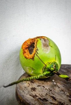 Green coconut with hole on table Stock Photos