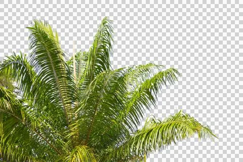 Green coconut leaf or tree branch isolated on white background. Stock Photos