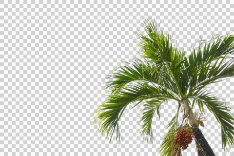 Green coconut leaf or tree branch isolated on white background. Stock Photos