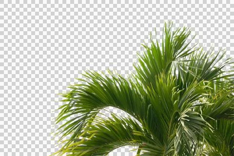 Green coconut leaf or tree branch isolated on white background. Stock Photos