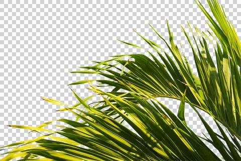 Green coconut leaf or tree branch isolated on white background. Stock Photos