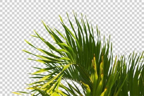Green coconut leaf or tree branch isolated on white background. Stock Photos