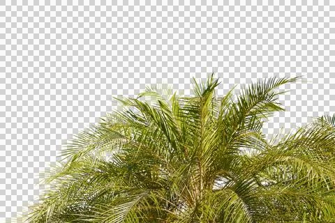 Green coconut leaf or tree branch isolated on white background. Stock Photos