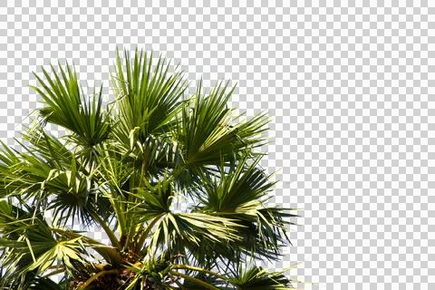 Green coconut leaf or tree branch isolated on white background.Selection focu Stock Photos