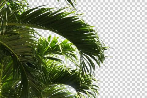 Green coconut leaf or tree branch isolated on white background.Selection focu Stock Photos