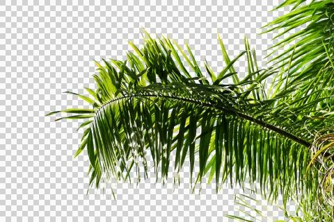 Green coconut leaf or tree branch isolated on white background.Selection focu 스톡 사진