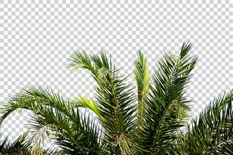 Green coconut leaf or tree branch isolated on white background.Selection focu Stock Photos