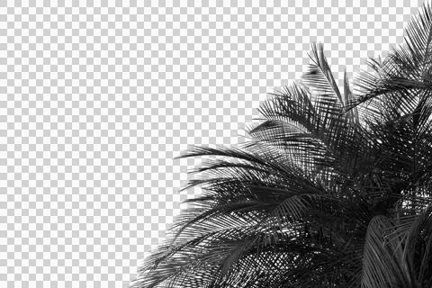 Green coconut leaf or tree branch isolated on white background.Selection focu Stock Photos