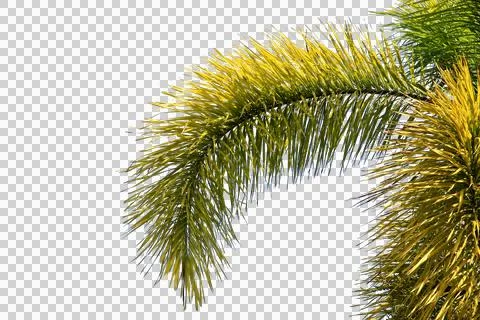 Green coconut leaf or tree branch isolated on white background.Selection focu Stock Photos