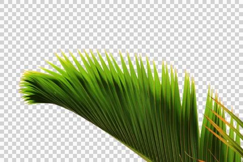 Green coconut leaf or tree branch isolated on white background.Selection focu Stock Photos