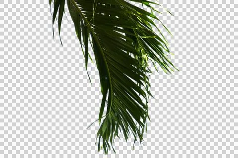 Green coconut leaf or tree branch isolated on white background.Selection focu Stock Photos