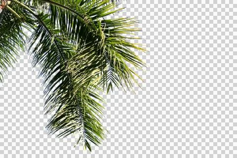 Green coconut leaf or tree branch isolated on white background.Selection focu Stock Photos