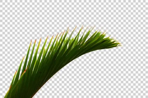 Green coconut leaf or tree branch isolated on white background.Selection focu Stock Photos