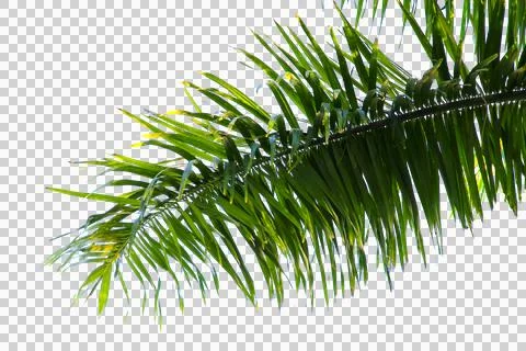 Green coconut leaf or tree branch isolated on white background.Selection focu Stock Photos
