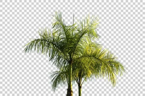 Green coconut leaf or tree branch isolated on white background.Selection focu Stock Photos