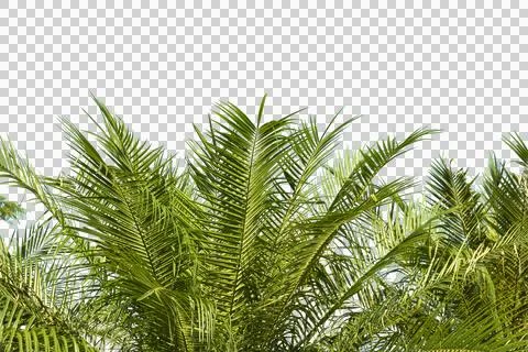 Green coconut leaf or tree branch isolated on white background. Stock Photos