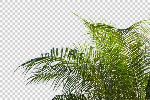 Green coconut leaf or tree branch isolated on white background. Stock Photos