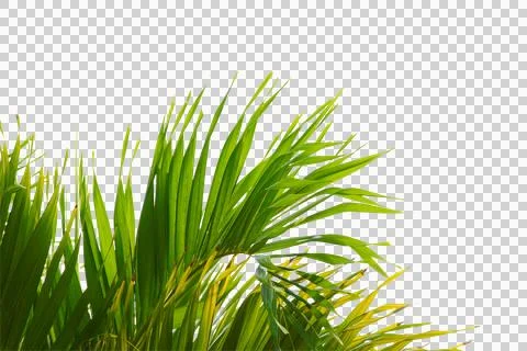 Green coconut leaf or tree branch isolated on white background. Stock Photos