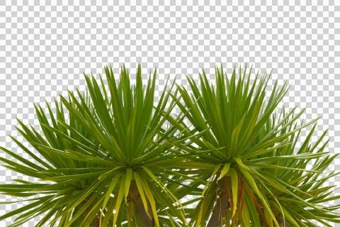 Green coconut leaf or tree branch isolated on white background. Stock Photos