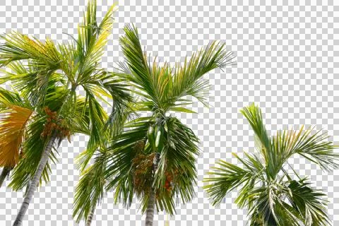 Green coconut leaf or tree branch isolated on white background. Stock Photos