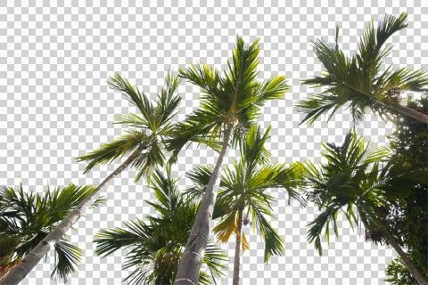 Green coconut leaf or tree branch isolated on white background. Stock Photos
