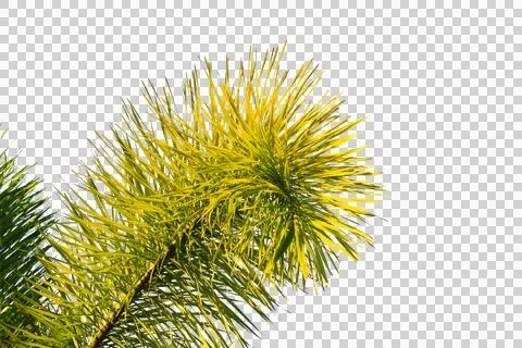 Green coconut leaf or tree branch isolated on white background. 库存照片