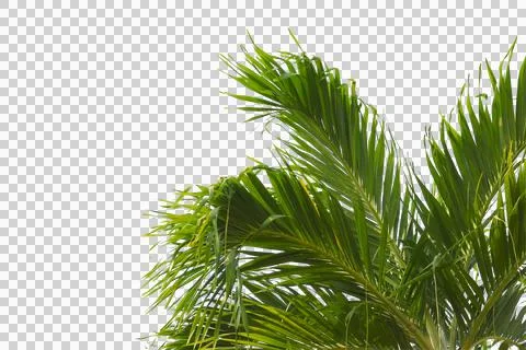 Green coconut leaf or tree branch isolated on white background. Foto stock
