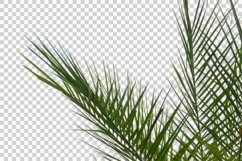 Green coconut leaf or tree branch isolated on white background. Stock Photos