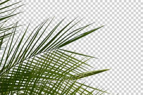 Green coconut leaf or tree branch isolated on white background. Foto stock