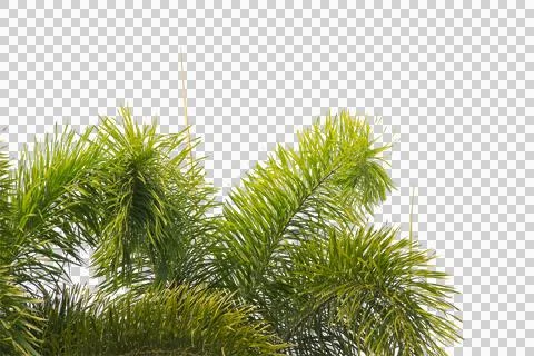 Green coconut leaf or tree branch isolated on white background. Stock Photos