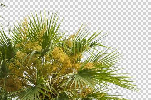 Green coconut leaf or tree branch isolated on white background. Stock Photos