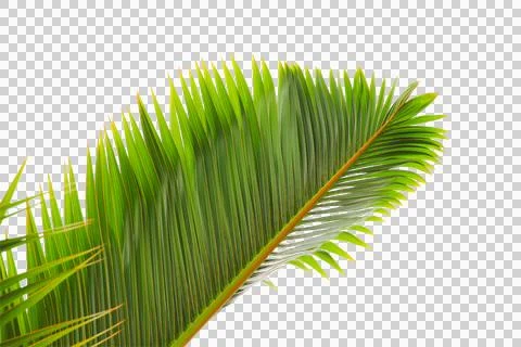 Green coconut leaf or tree branch isolated on white background. 스톡 사진
