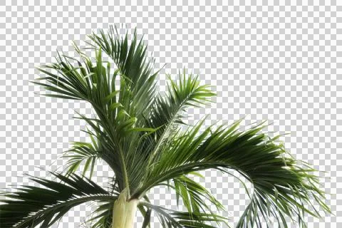 Green coconut leaf or tree branch isolated on white background. 库存照片
