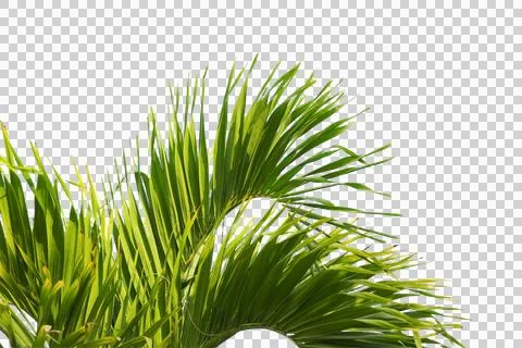 Green coconut leaf or tree branch isolated on white background. 스톡 사진